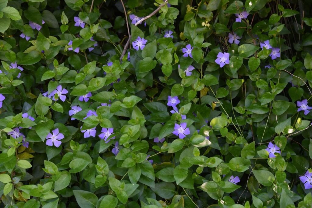 Žiemės išvaizda ir botaninės savybės