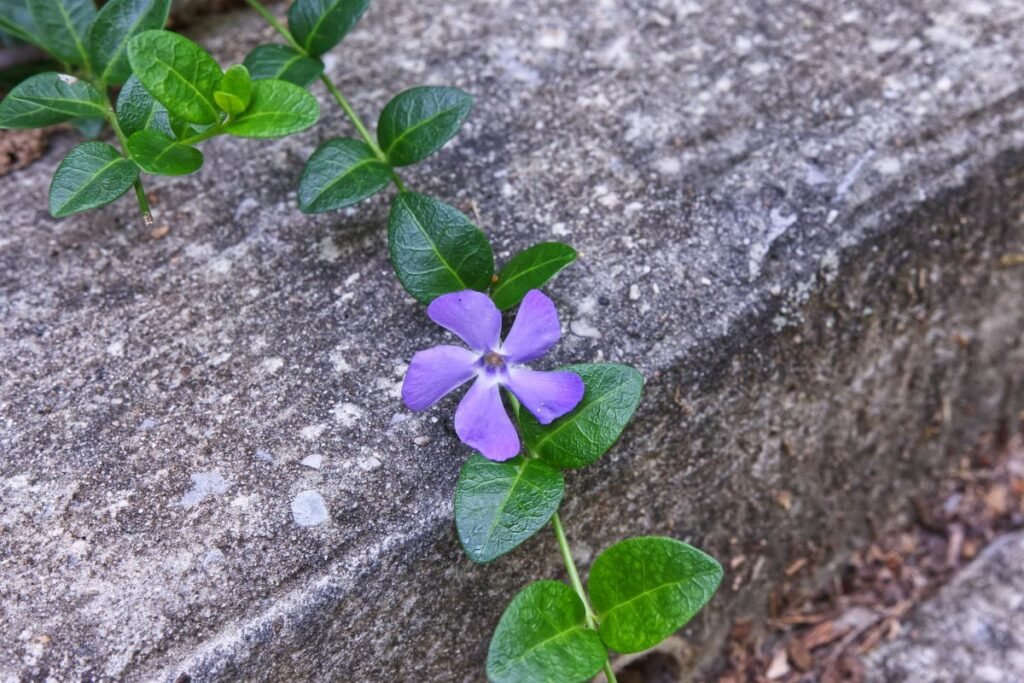 Kaip dauginama žiemė?
