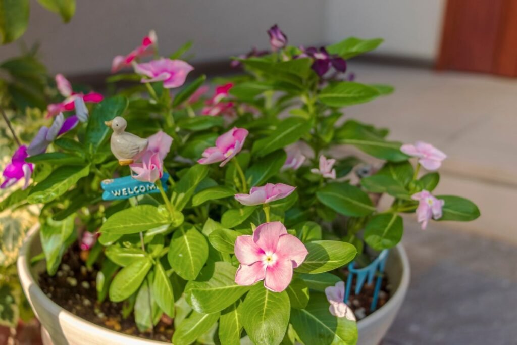 Žiemės išvaizda ir botaninės savybės