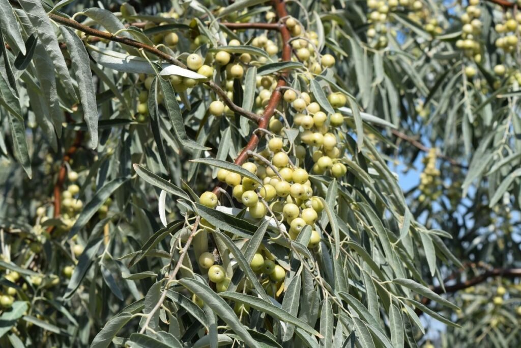 Žilakrūmio rūšys