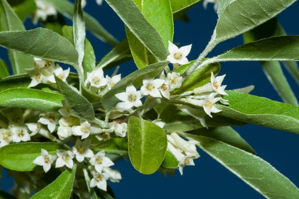 Žilakrūmio ligos ir kenkėjai