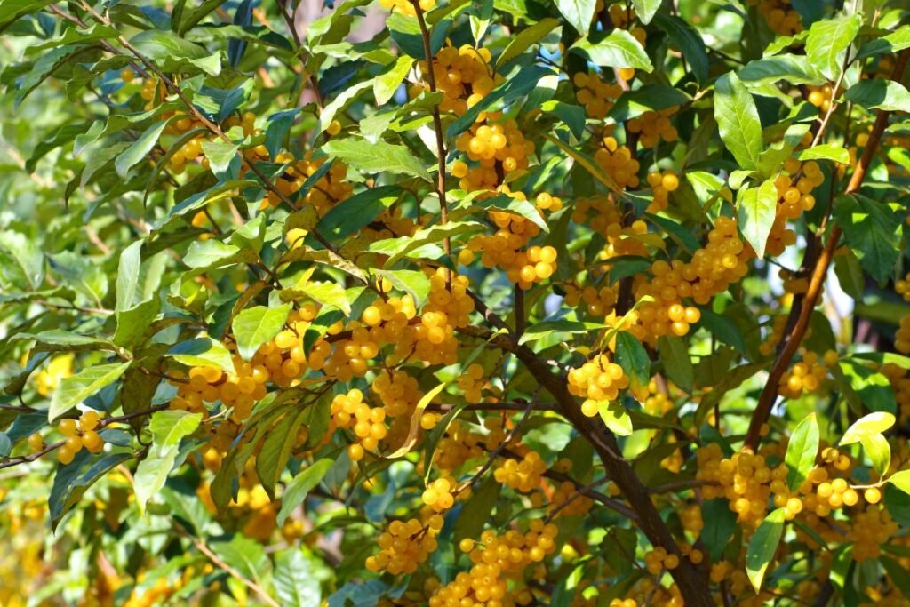 Žilakrūmis sode ir gėlyne