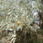 Žilakrūmis – puošnus ir naudingas augalas sidabriškais lapais. Ką reikia žinoti apie jo auginimą?