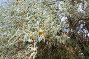 Žilakrūmis – puošnus ir naudingas augalas sidabriškais lapais. Ką reikia žinoti apie jo auginimą?