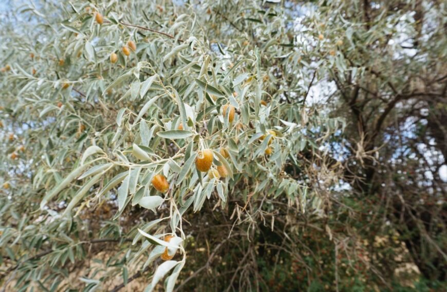Žilakrūmis – puošnus ir naudingas augalas sidabriškais lapais. Ką reikia žinoti apie jo auginimą?