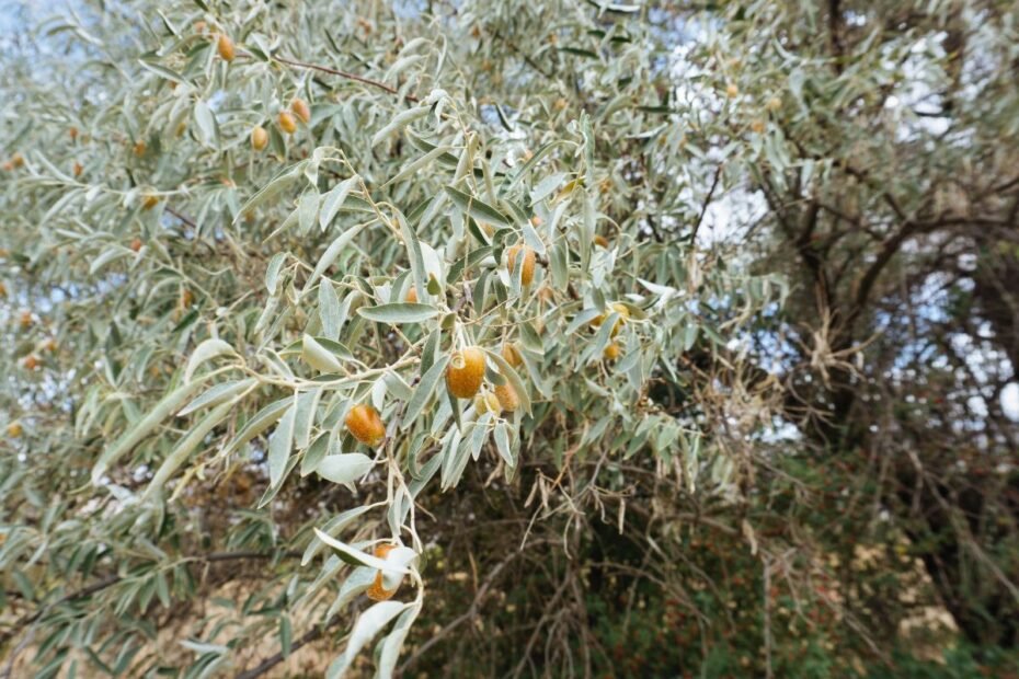 Žilakrūmis – puošnus ir naudingas augalas sidabriškais lapais. Ką reikia žinoti apie jo auginimą?