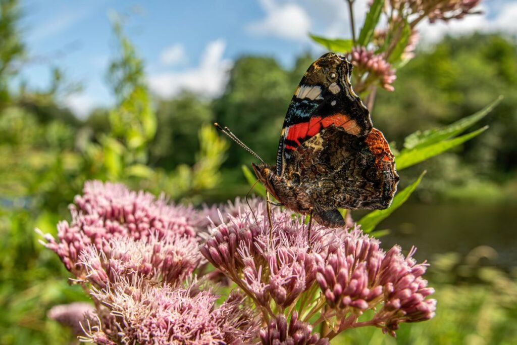 Kemeras traukia vabzdžius
