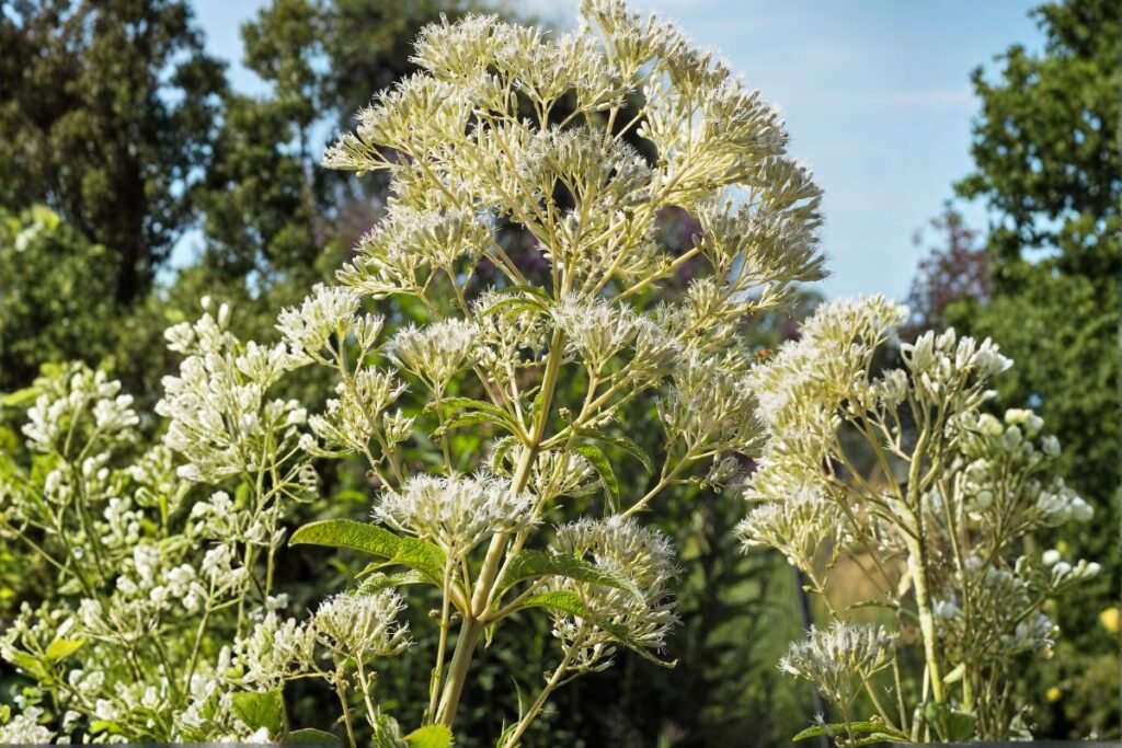 Kemeras (Eupatorium fistulosum)