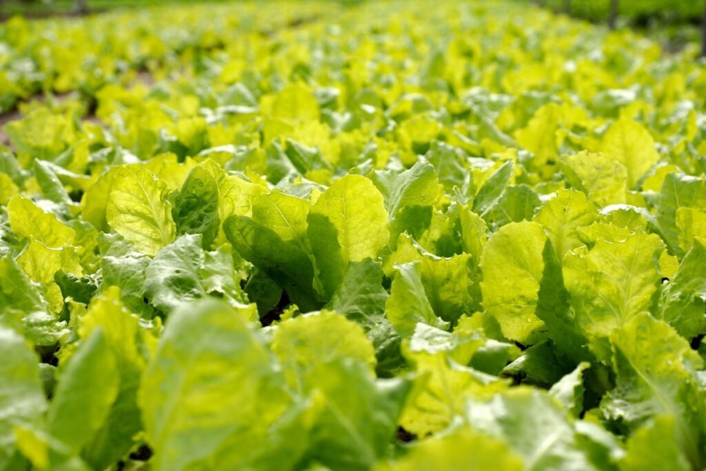 Augalų auginimo atstumai