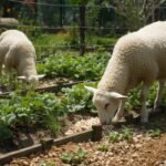 Avių vilnos trąšos