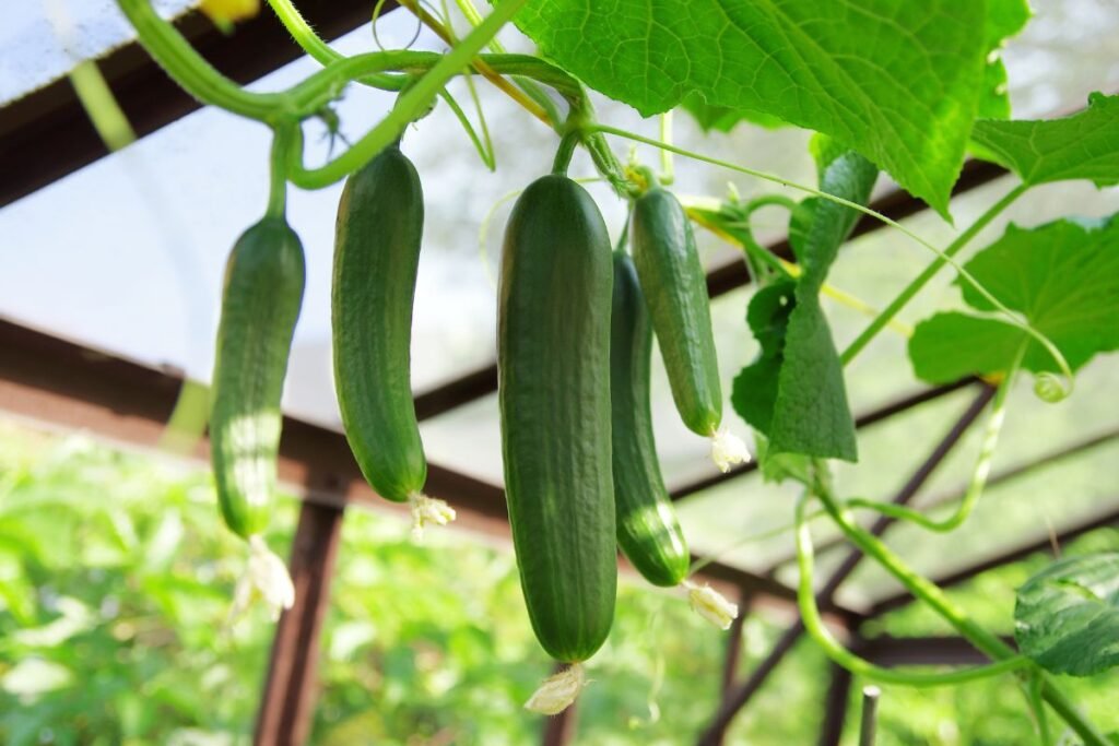 Geriausios agurkų veislės šiltnamiams ir ankstyvam derliui