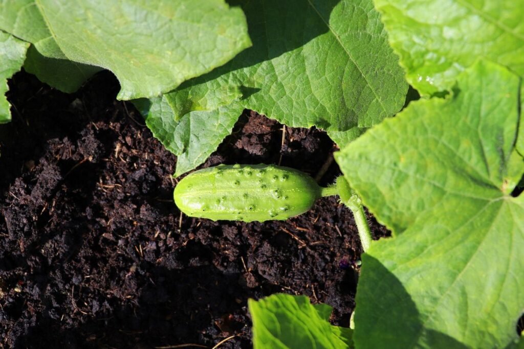 Lauko agurkų veislės: ištvermė ir tikrasis skonis