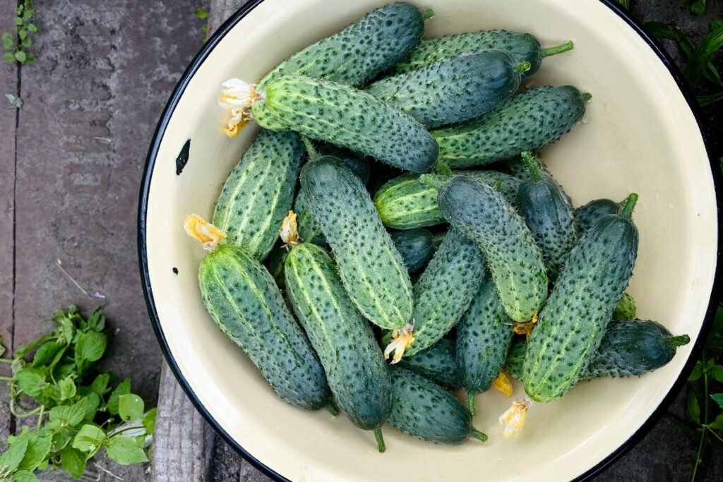 Paslaptys, kaip „išspausti“ maksimumą iš veislės