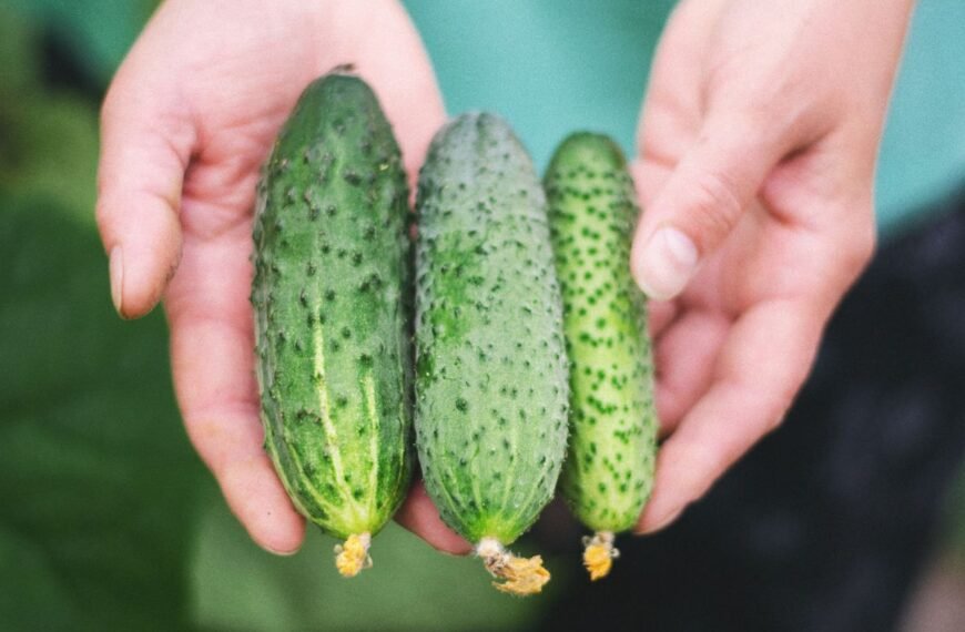 Geriausios agurkų veislės: nuo ankstyvo derliaus iki žiemos konservų