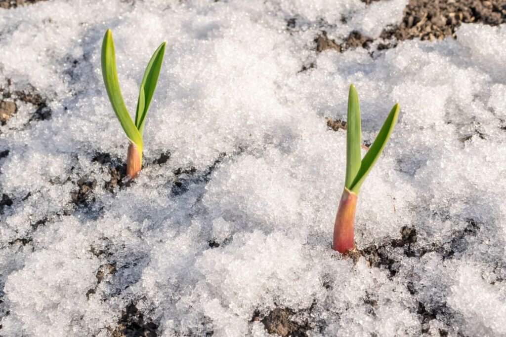 Ankstyva sėja: kas tinka šiam startui?