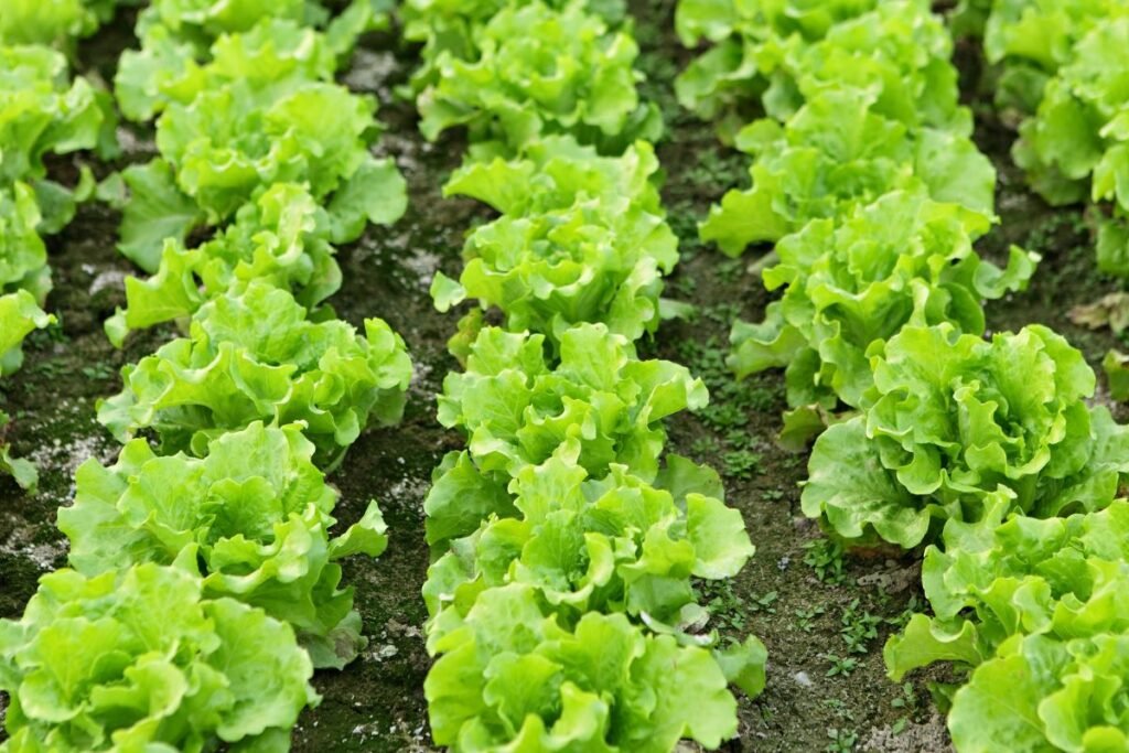 Ankstyva sėja: kas tinka šiam startui?