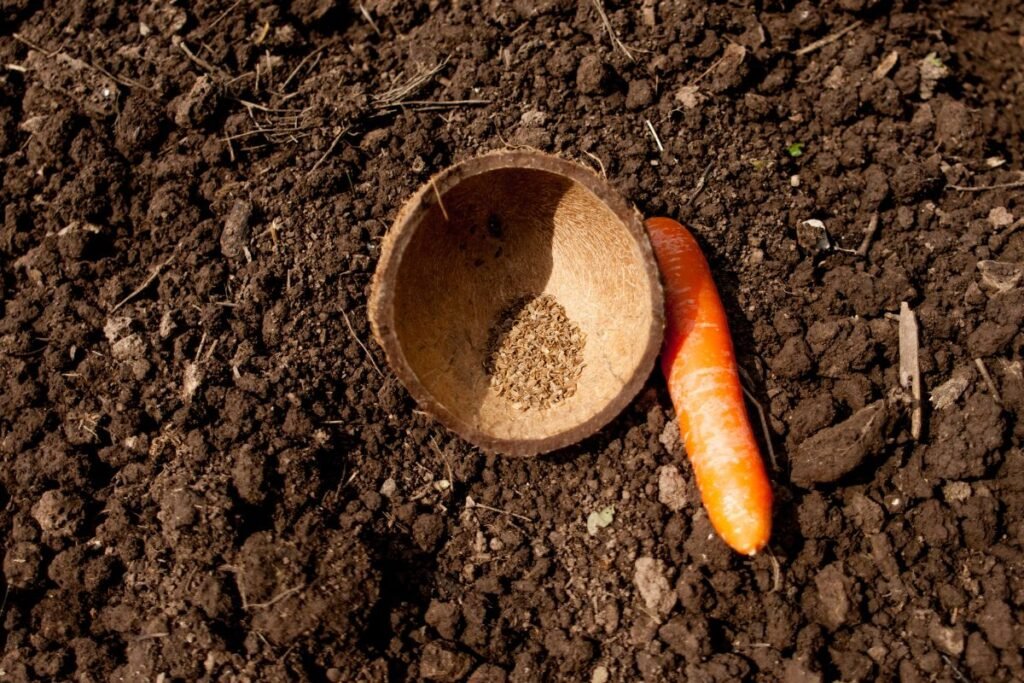 Ankstyva sėja: kas tinka šiam startui?