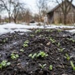 Ankstyva sėja: 10 ištvermingų augalų, kuriuos galime sėti vos nutirpus sniegui