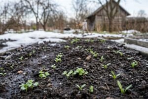 Ankstyva sėja: 10 ištvermingų augalų, kuriuos galime sėti vos nutirpus sniegui