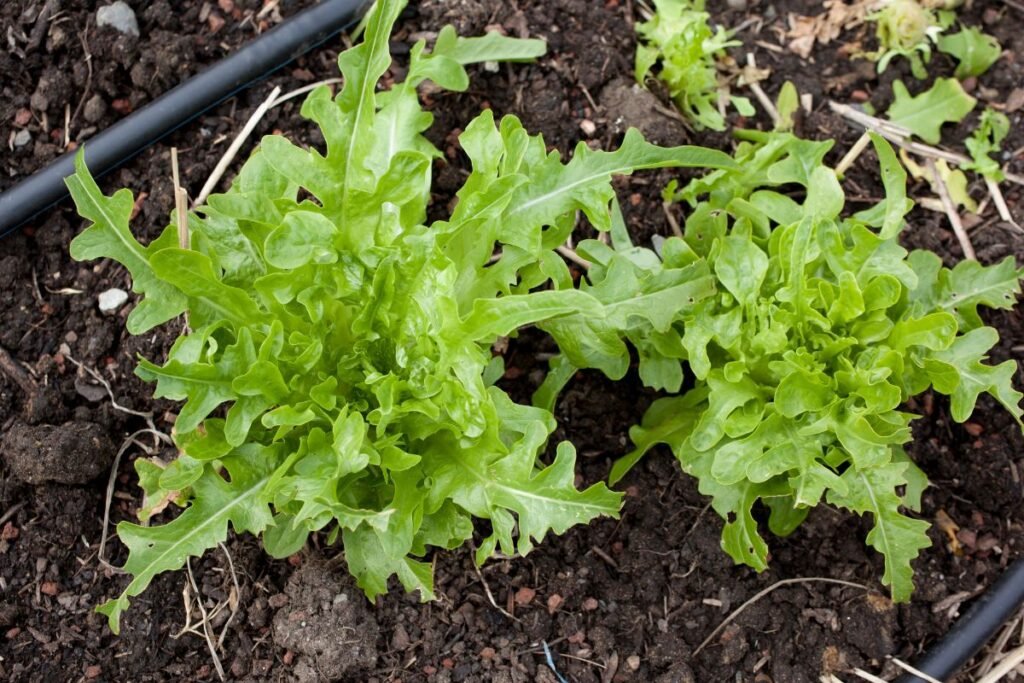 Ankstyva sėja: kas tinka šiam startui?