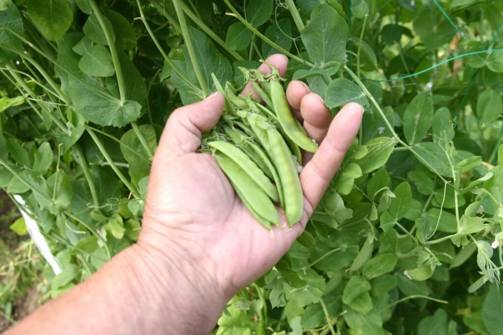 Ankstyva sėja: kas tinka šiam startui?