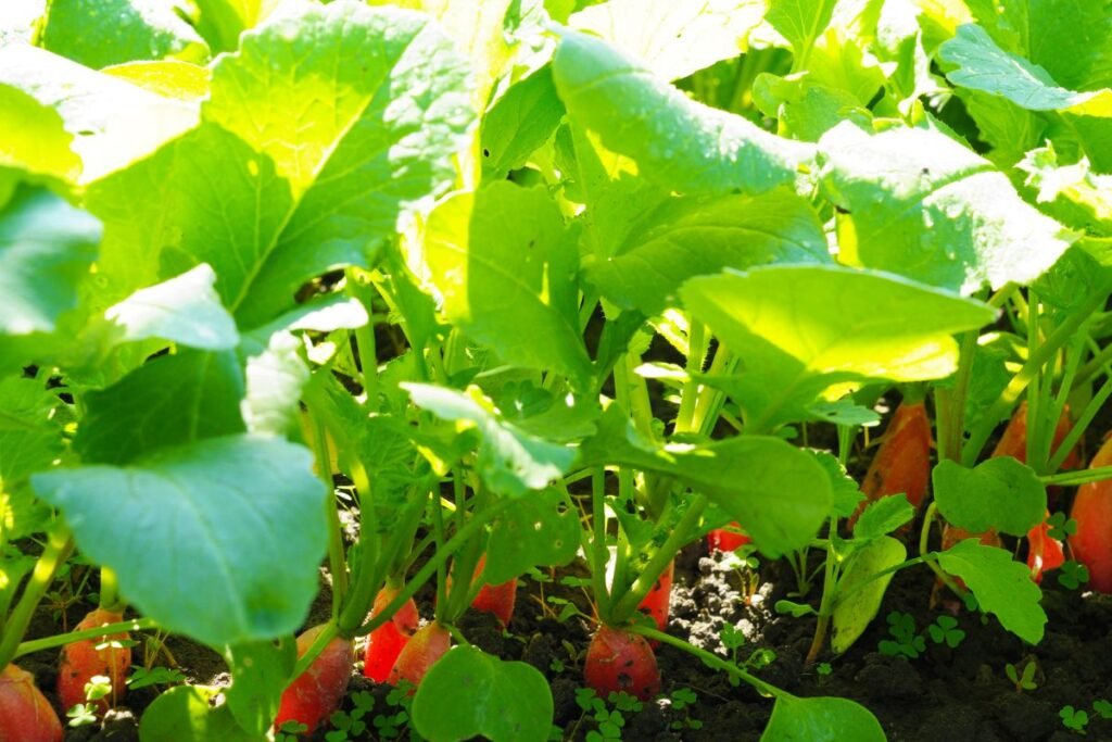 Ankstyva sėja: kas tinka šiam startui?