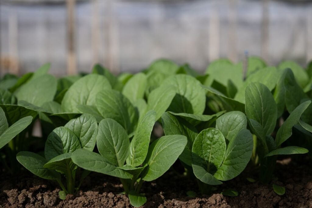 Ankstyva sėja: kas tinka šiam startui?