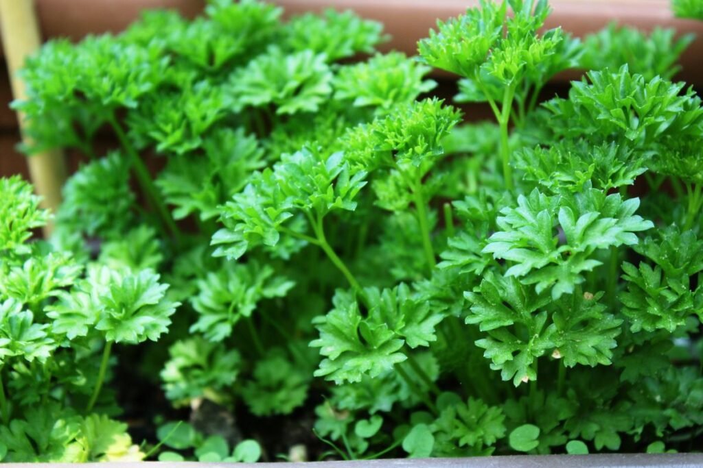 Ankstyva sėja: kas tinka šiam startui?