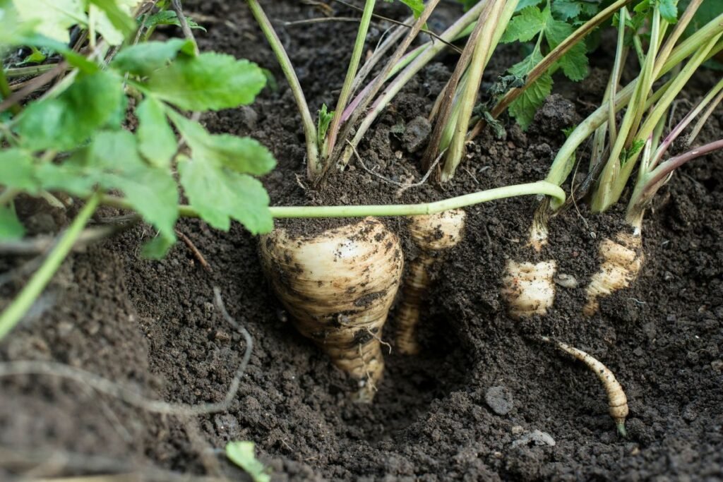 Ankstyva sėja: kas tinka šiam startui?