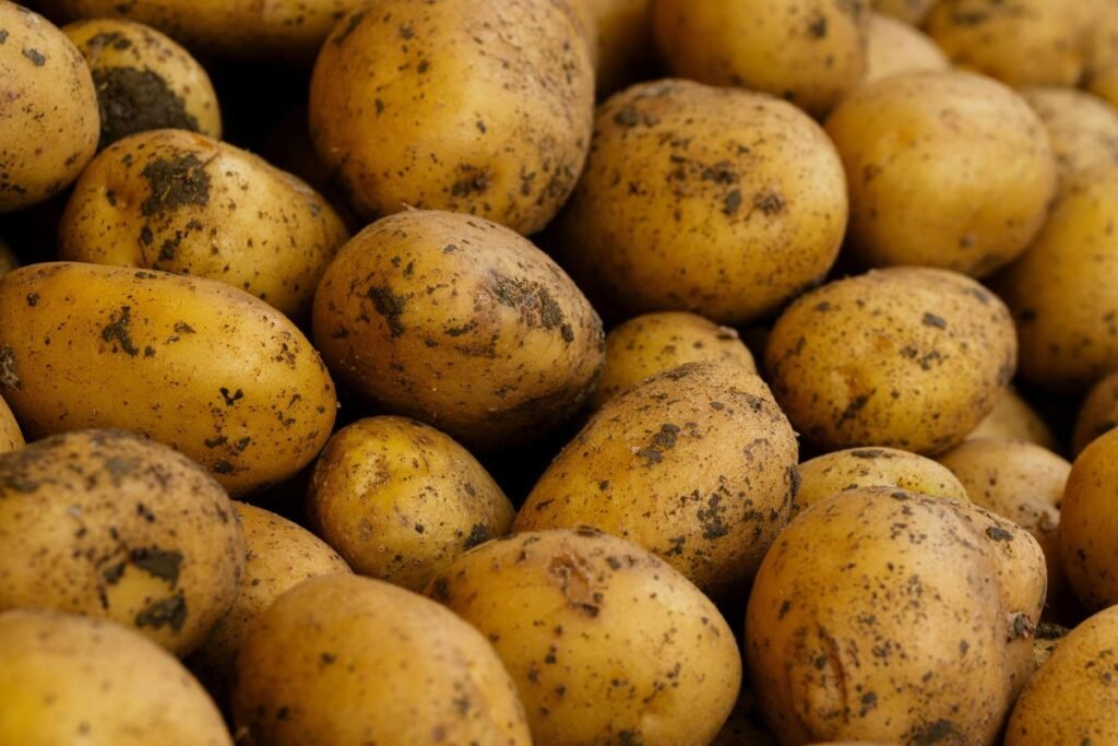 Labai ankstyvų veislių elitas – Prada ir Colomba