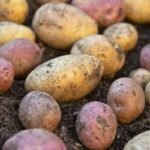 Ankstyvos bulvių veislės: kurios bulvės ankstyviausios ir kodėl Vineta nebėra vienintelė karalienė?