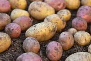 Ankstyvos bulvių veislės: kurios bulvės ankstyviausios ir kodėl Vineta nebėra vienintelė karalienė?