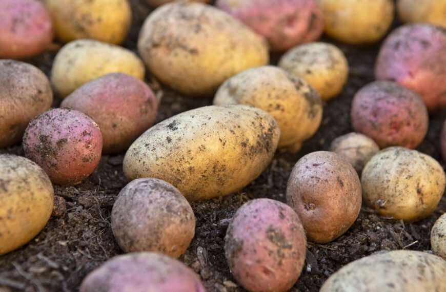 Ankstyvos bulvių veislės: kurios bulvės ankstyviausios ir kodėl Vineta nebėra vienintelė karalienė?