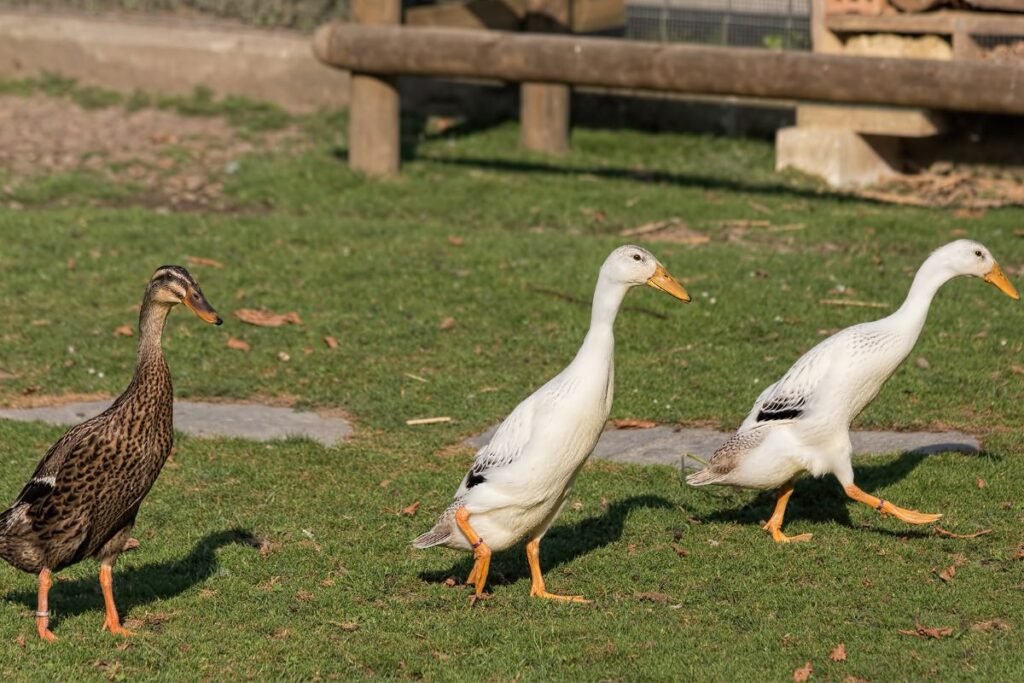 Fenomenali fiziologija: kodėl būtent antys bėgikės?