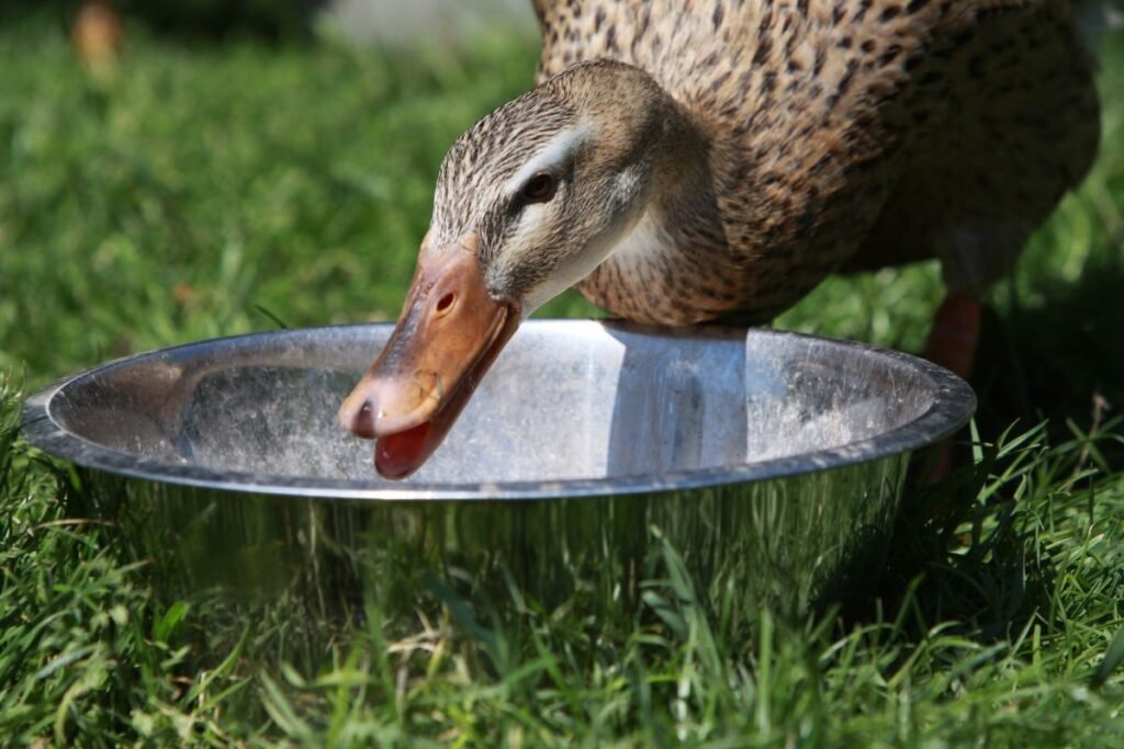 Vanduo: būtina prabanga ar kasdienybė?