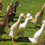 Antys bėgikės – ekologinis „antiteroristinis“ būrys jūsų sode. Kodėl tikrai verta ir kaip auginti?