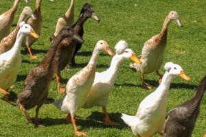 Antys bėgikės – ekologinis „antiteroristinis“ būrys jūsų sode. Kodėl tikrai verta ir kaip auginti?