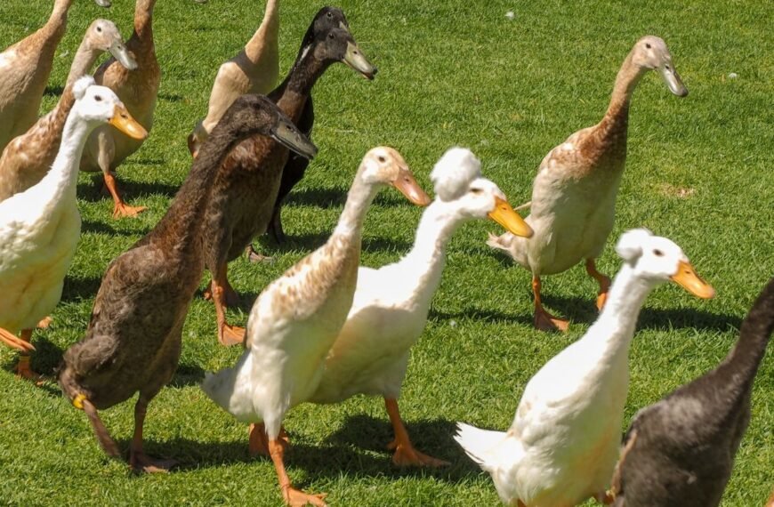 Antys bėgikės – ekologinis „antiteroristinis“ būrys jūsų sode. Kodėl tikrai verta ir kaip auginti?