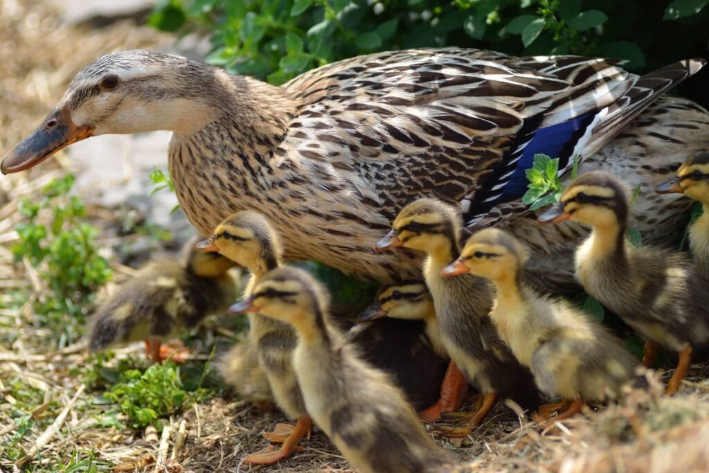 Antys bėgikės gyvos ne vien šliužais...
