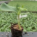 Arbūzų skiepijimas: profesionalų paslaptis gigantiškam derliui Lietuvoje