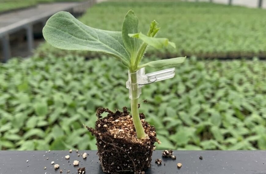 Arbūzų skiepijimas: profesionalų paslaptis gigantiškam derliui Lietuvoje