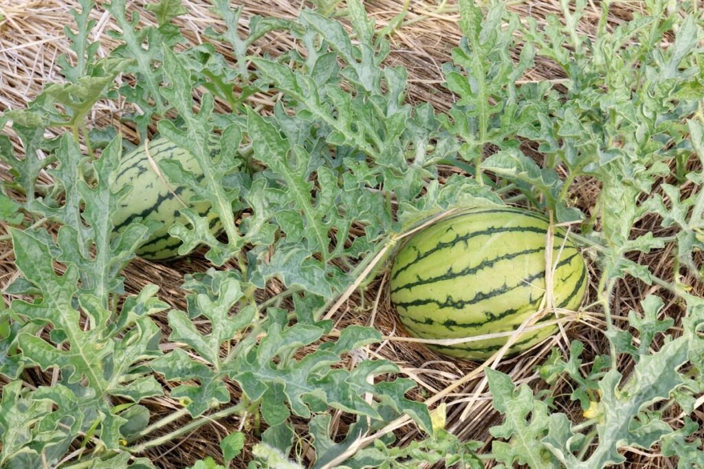 Arbūzų skiepijimas: gijimo periodas