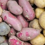 Bulvių rūšys: išsamus gidas po veislių pasaulį, jų klasifikaciją ir kulinarines paslaptis