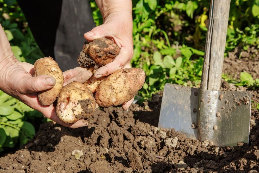 Bulvių rūšys pagal ankstyvumą: augimo ciklų skirtumai