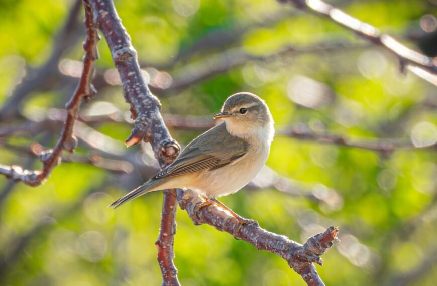 Genėjimas paukštis ant šakos