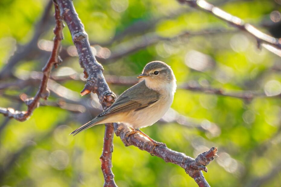 Genėjimas paukštis ant šakos