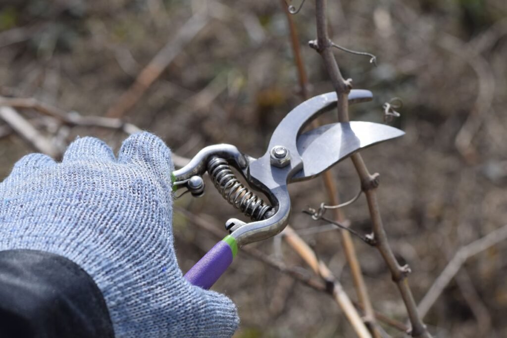 Genėjimas pavasarį: ką genėti kovo ir balandžio mėnesiais?