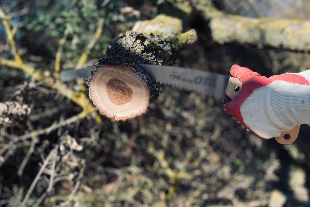 Genėjimo klaidos: stuobrių palikimas mirties nuosprendis šakai