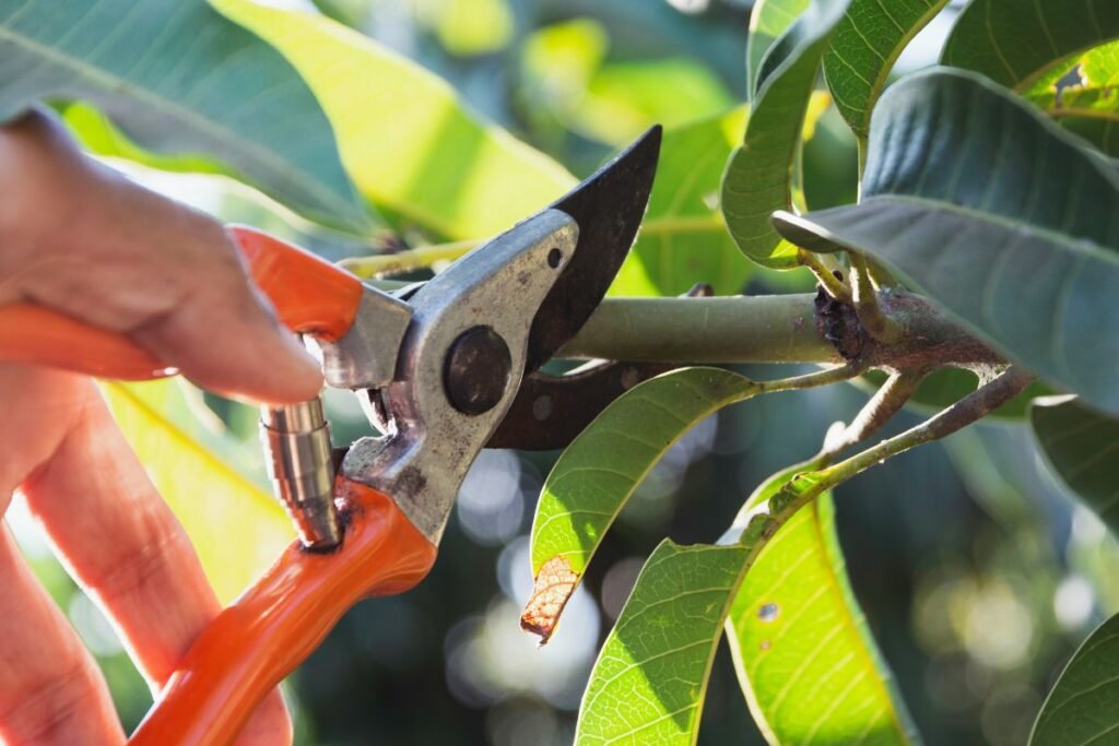 Genėjimo klaidos: netinkami įrankiai