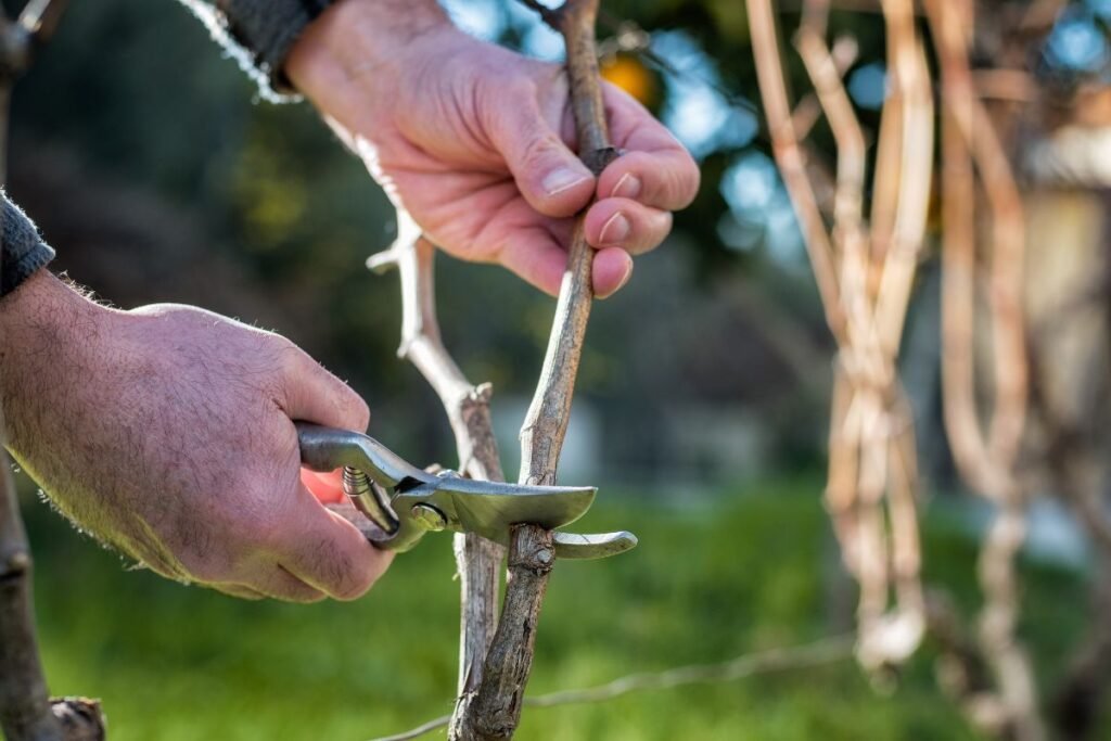 Genėjimo klaidos: netinkamas pjūvio kampas prie pumpuro